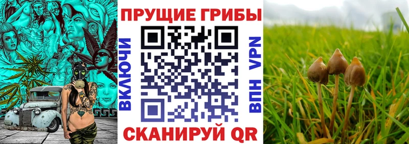 закладка Саки Псилоцибиновые грибы MAGIC MUSHROOMS
